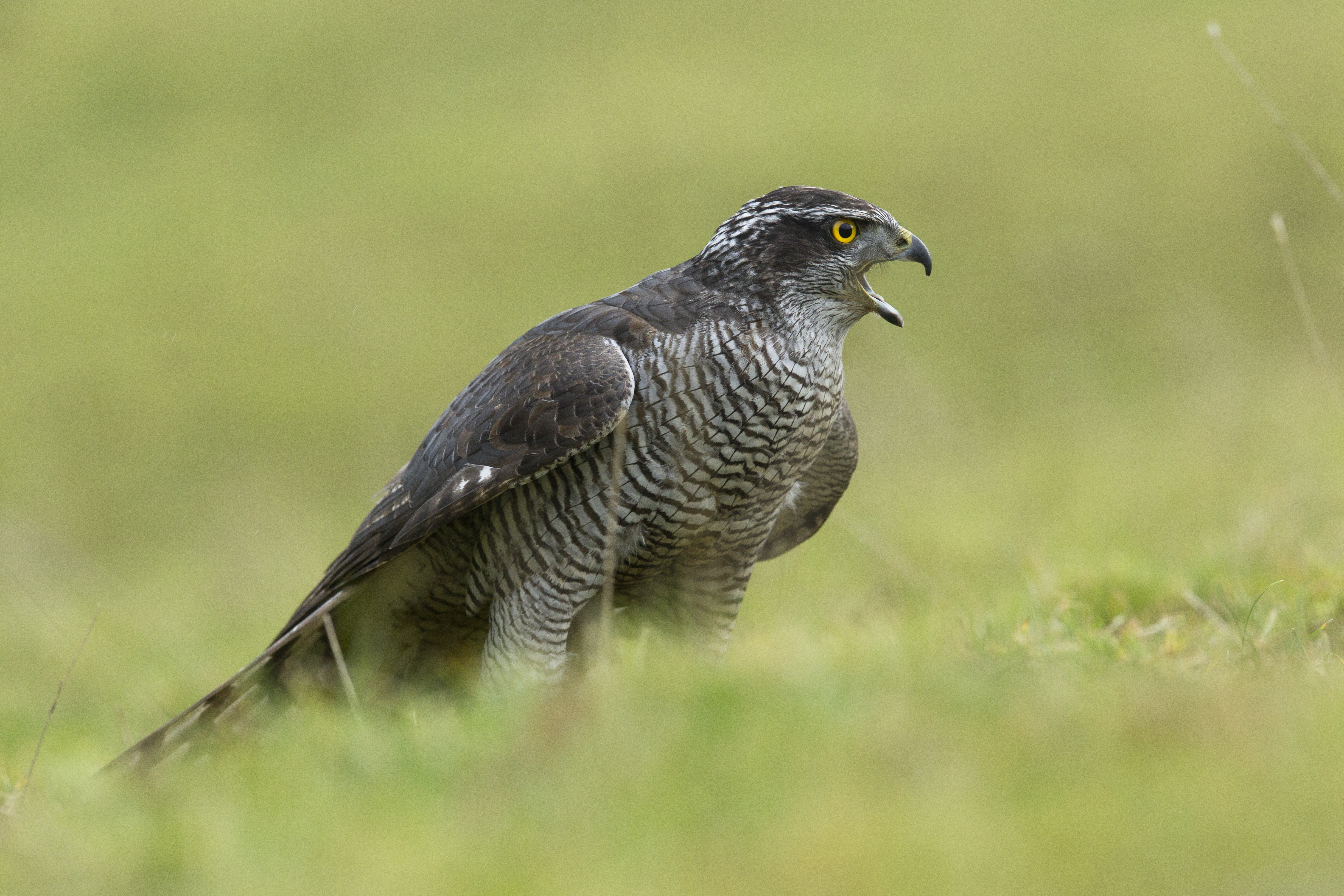 Habicht in der Wiese