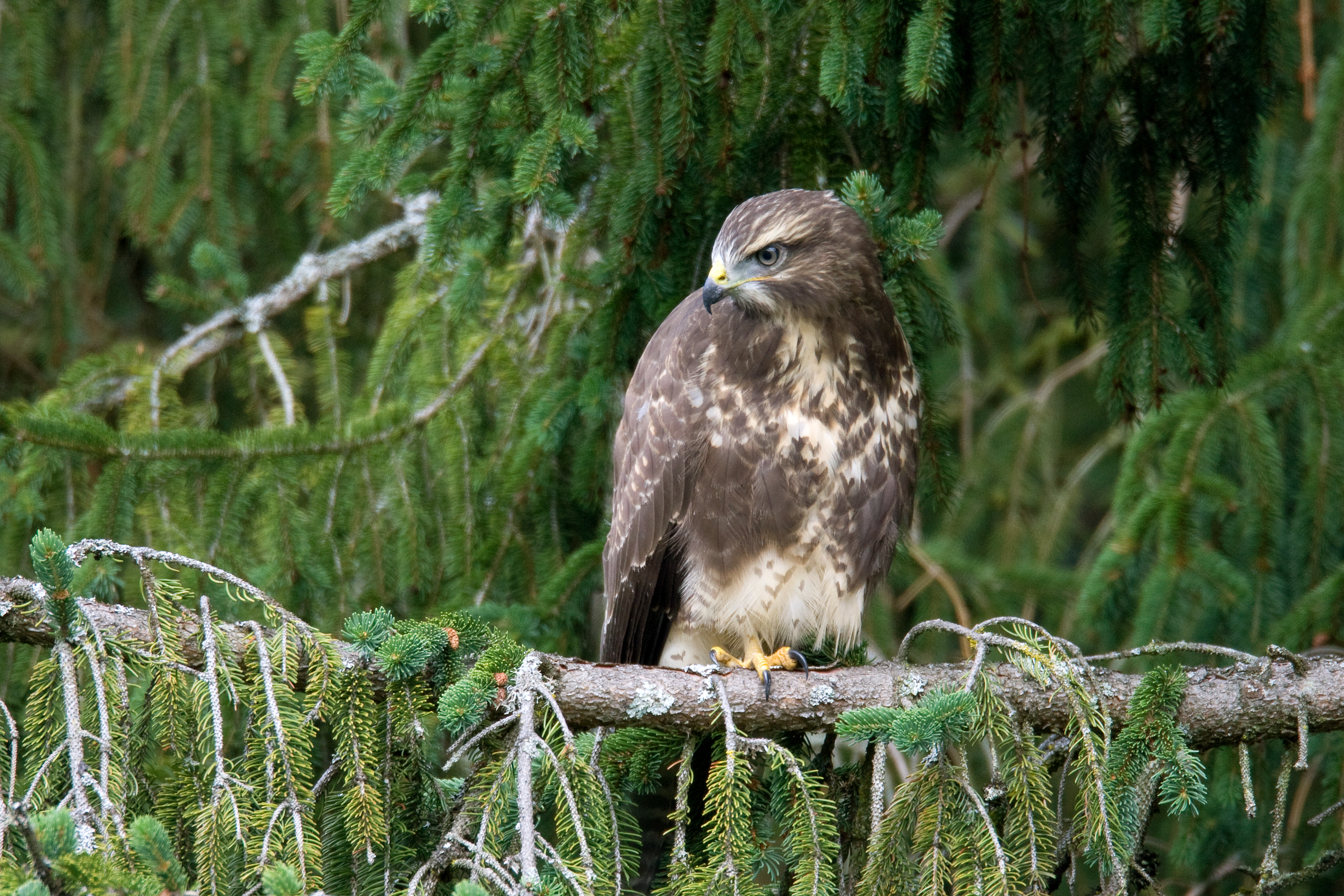 Mäusebussard auf einem Ast