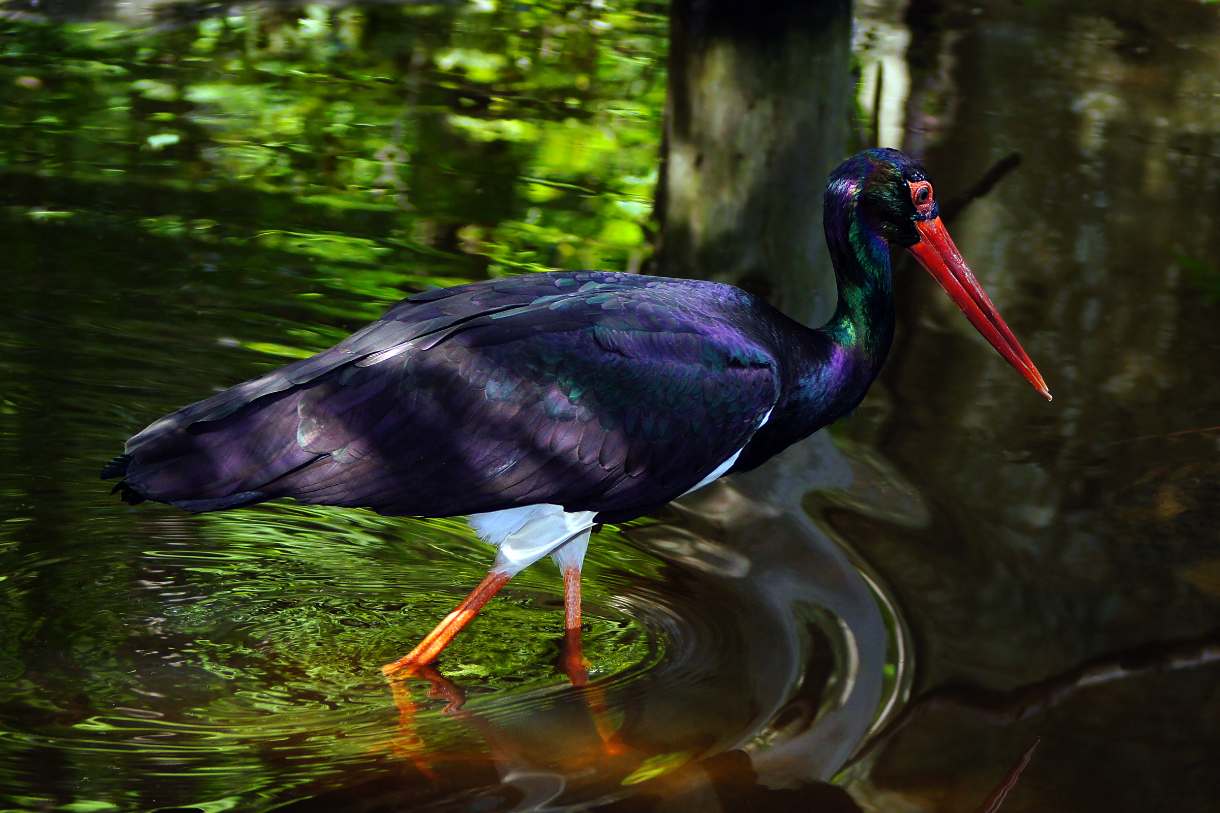 Schwarzstorch am Wasser