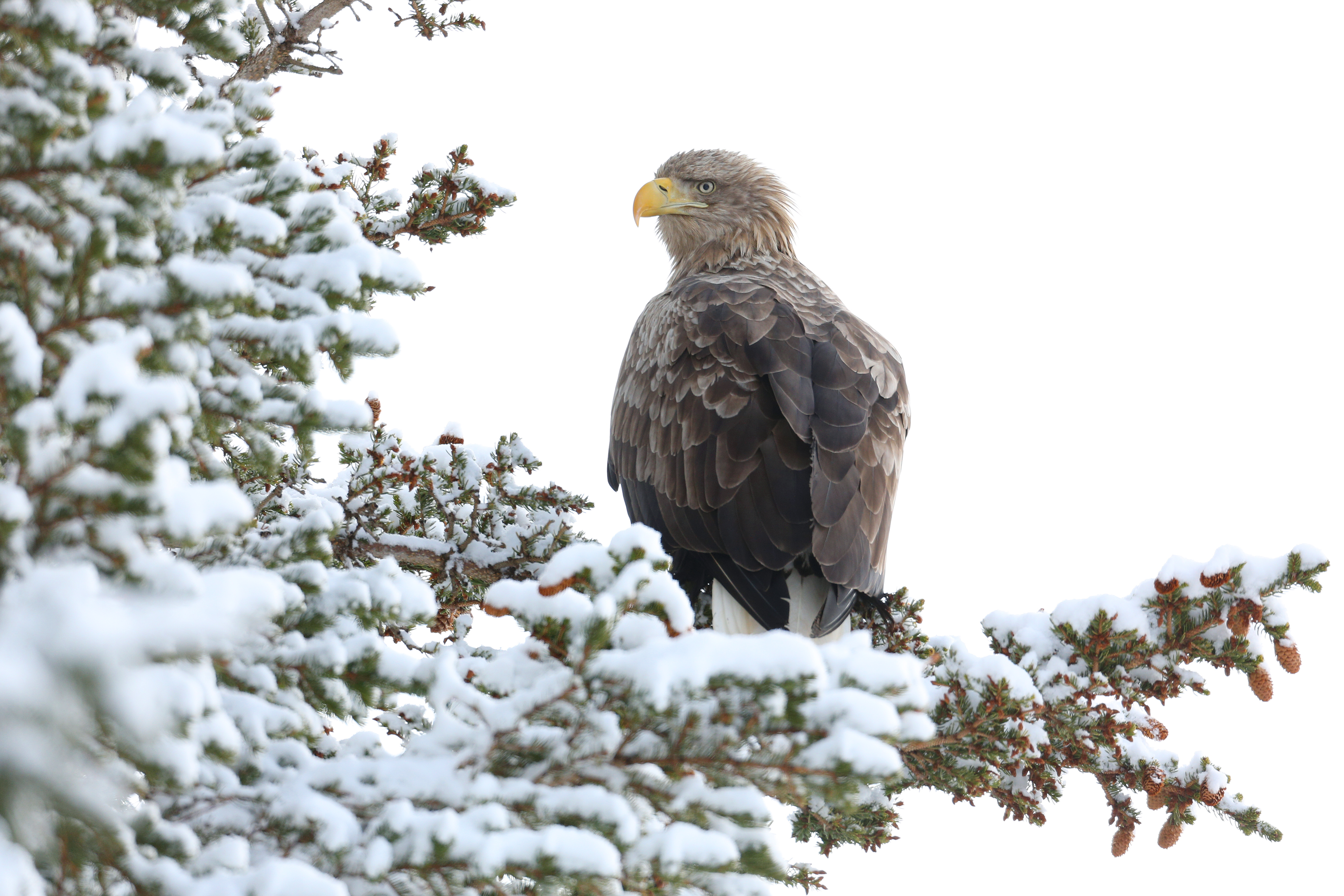Seeadler sitzend auf einem schneebedeckten Baum