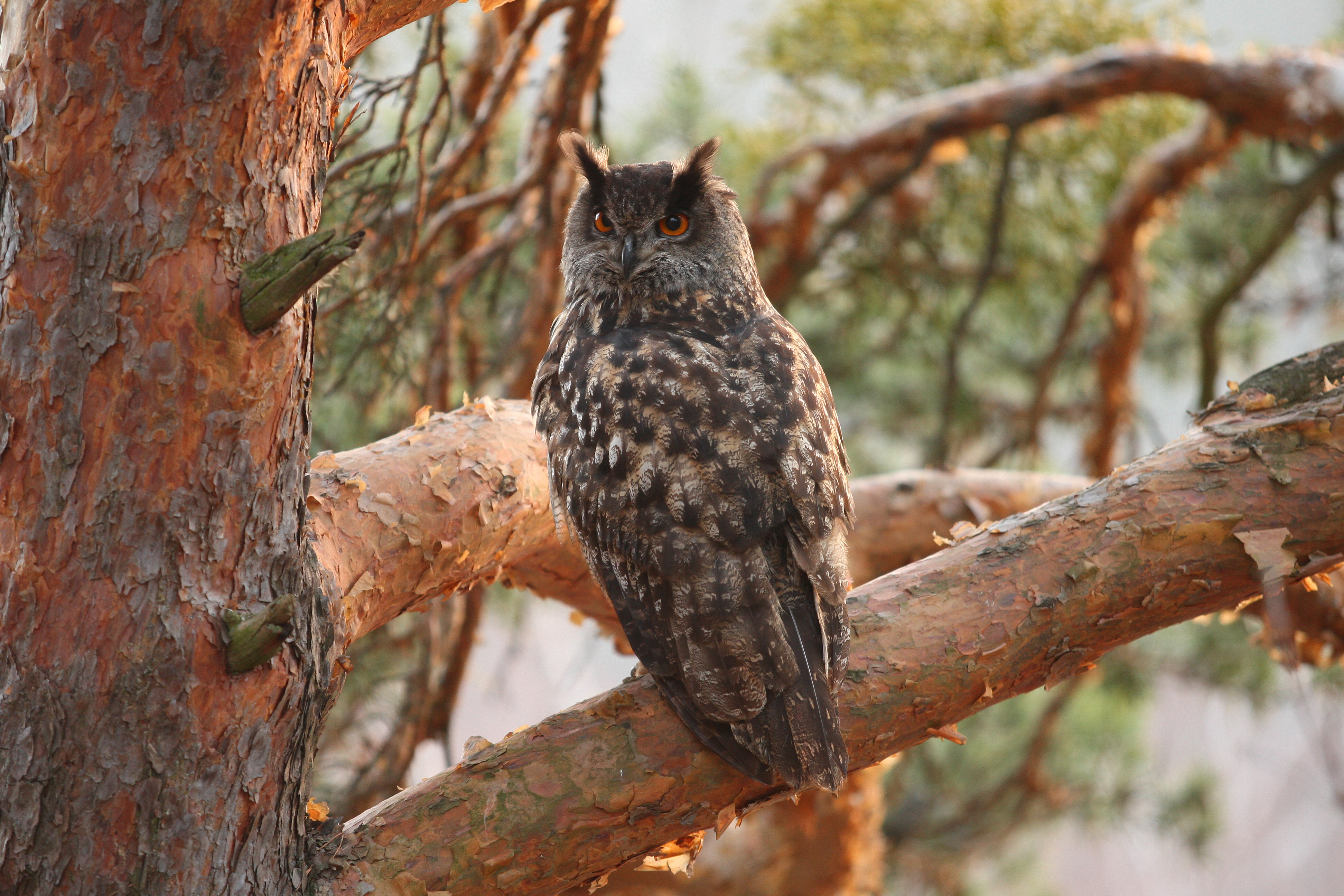 Uhu sitzend auf einem Baum