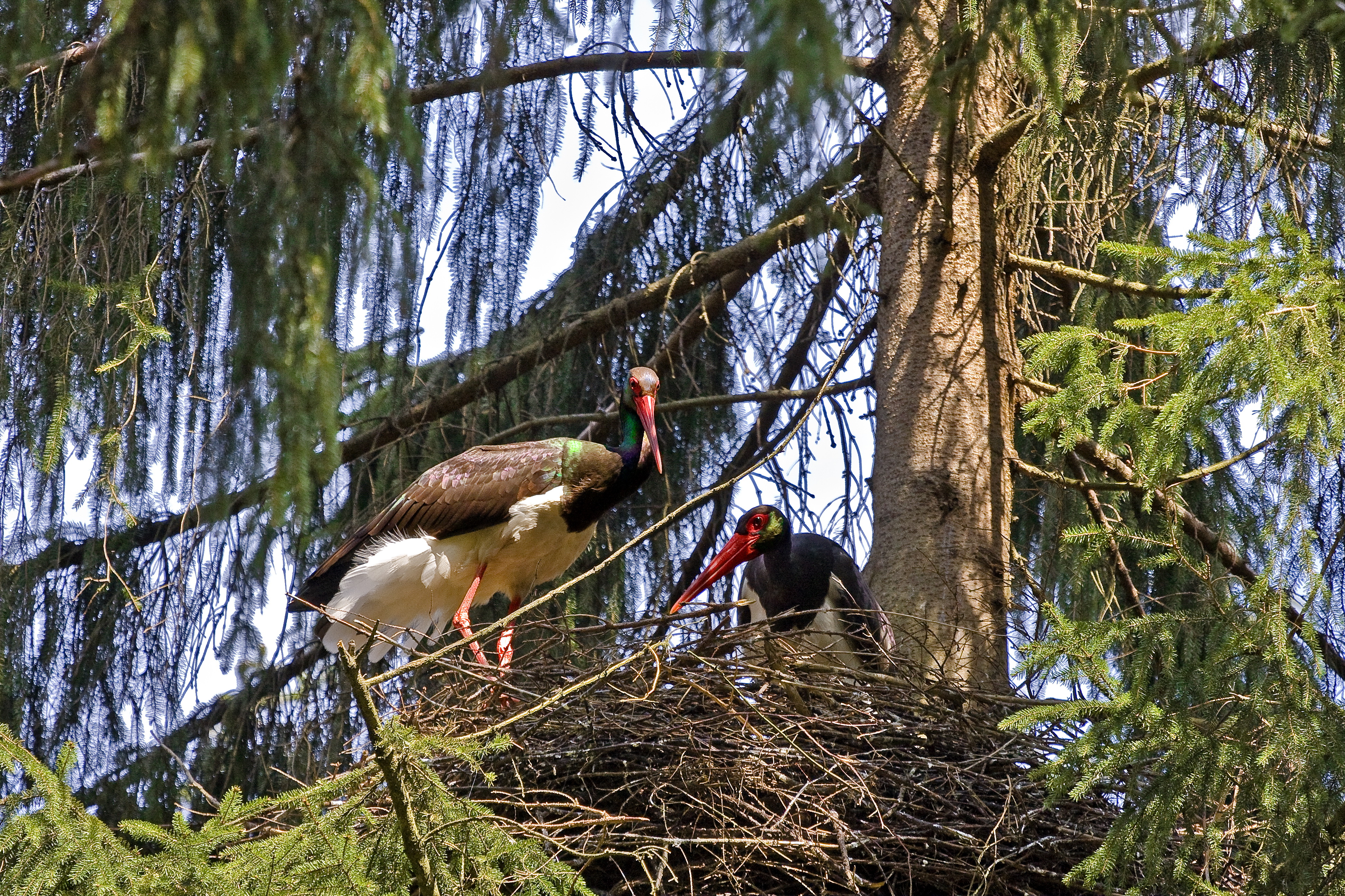 Schwarzstörche in ihrem Nest mit Nachwuchs