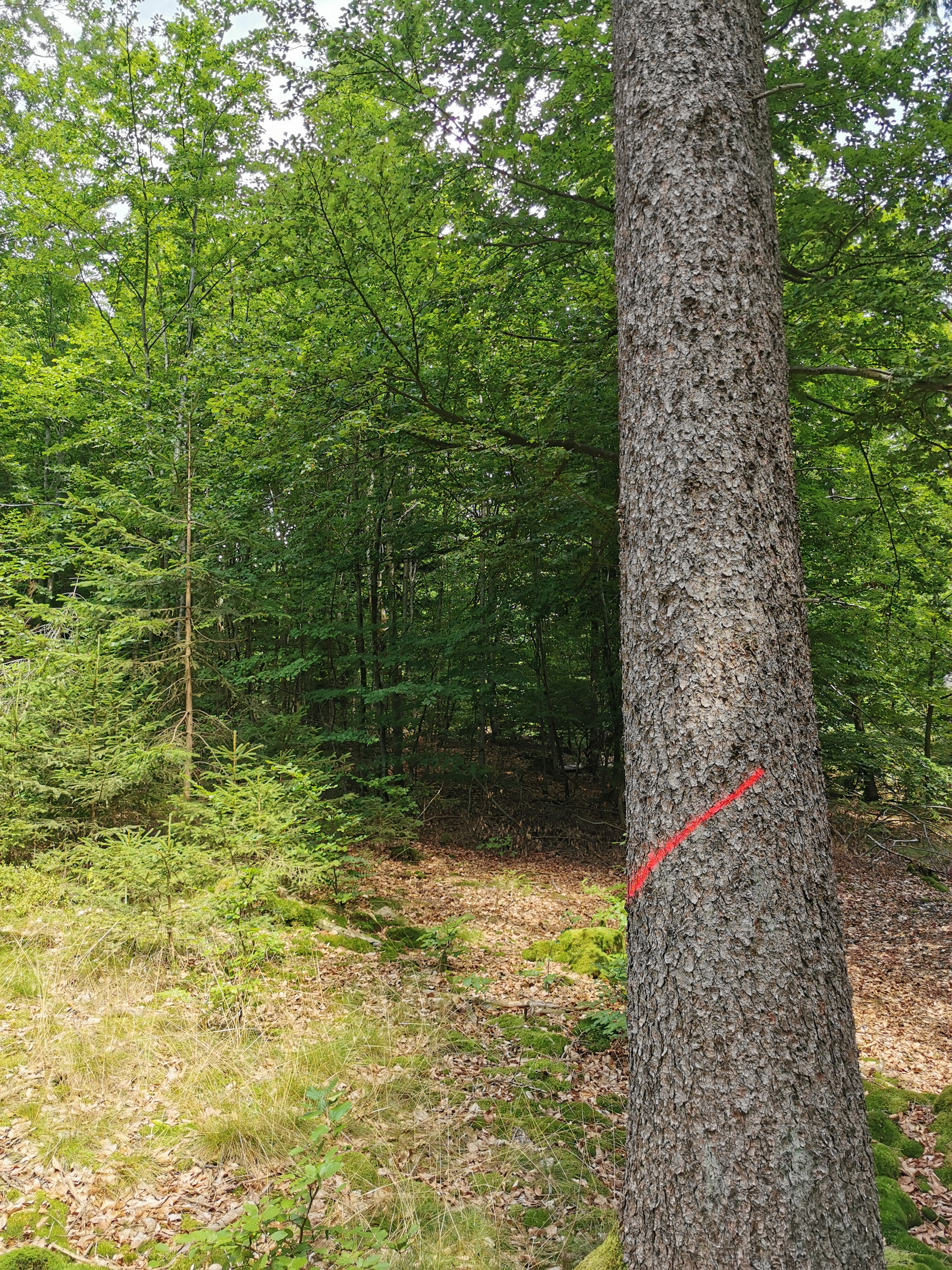 Erntemaßnahme Beschriftung an einem Baum