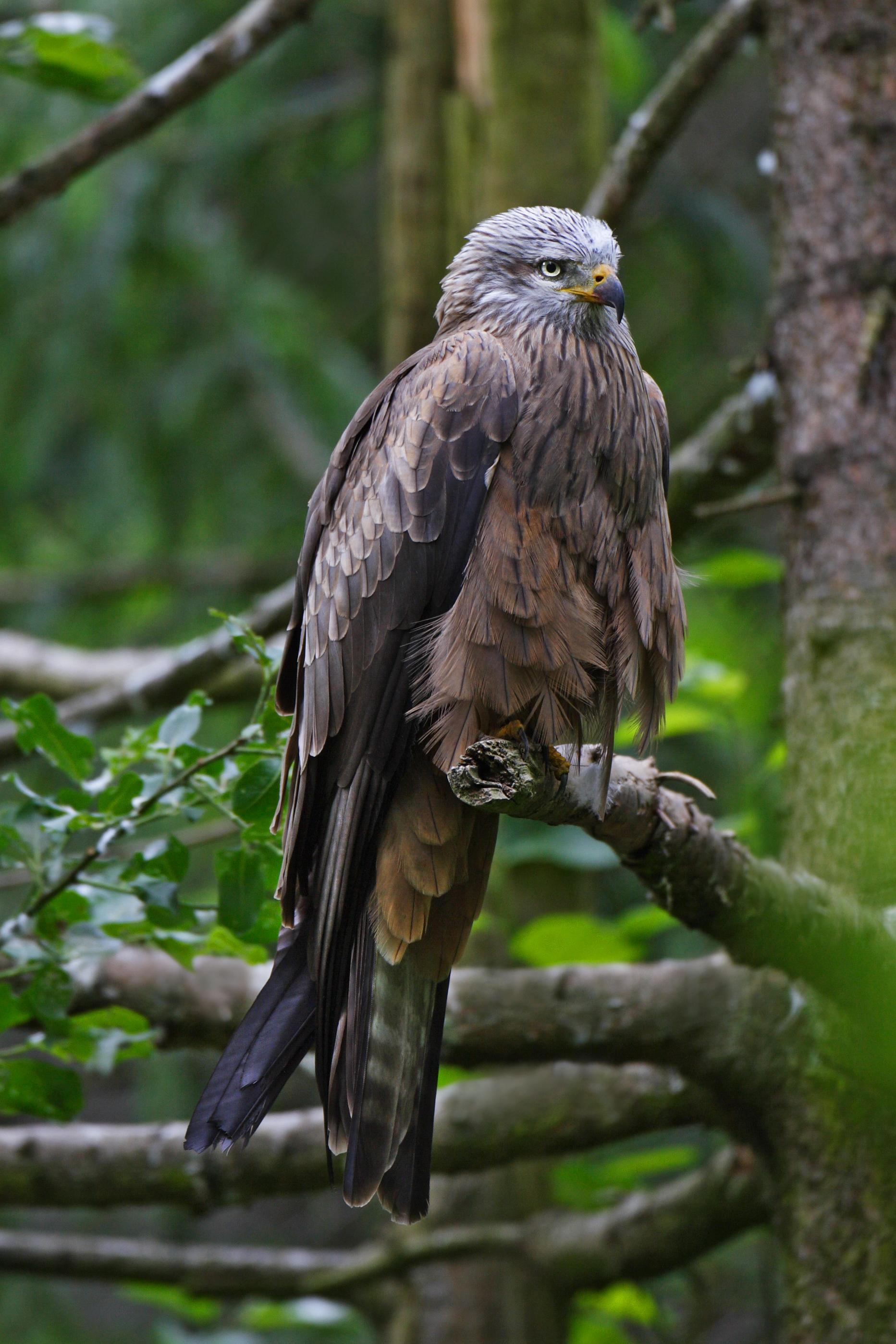 Schwarzmilan auf einem Ast.