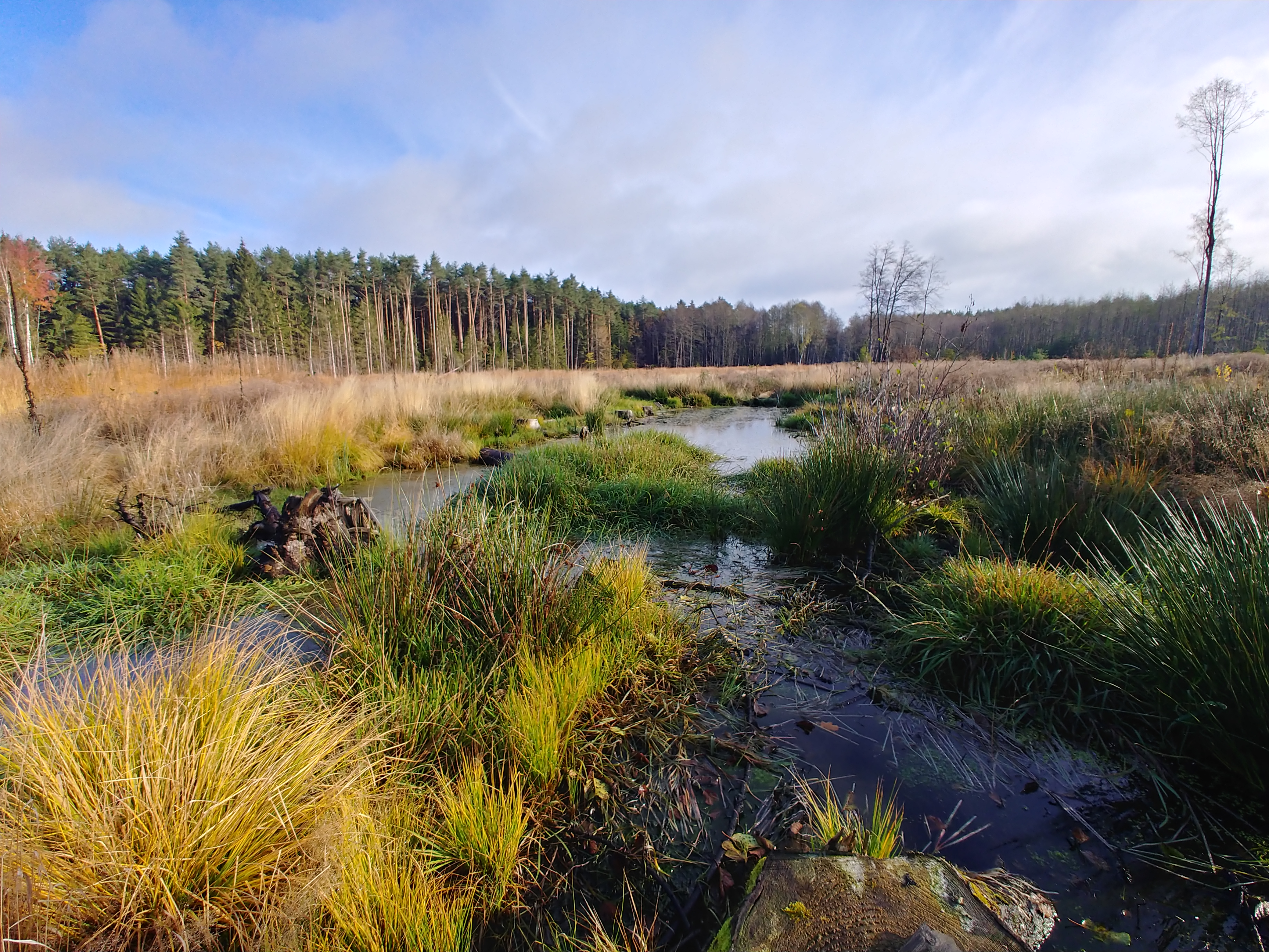 Feuchtwälder Rohrlach