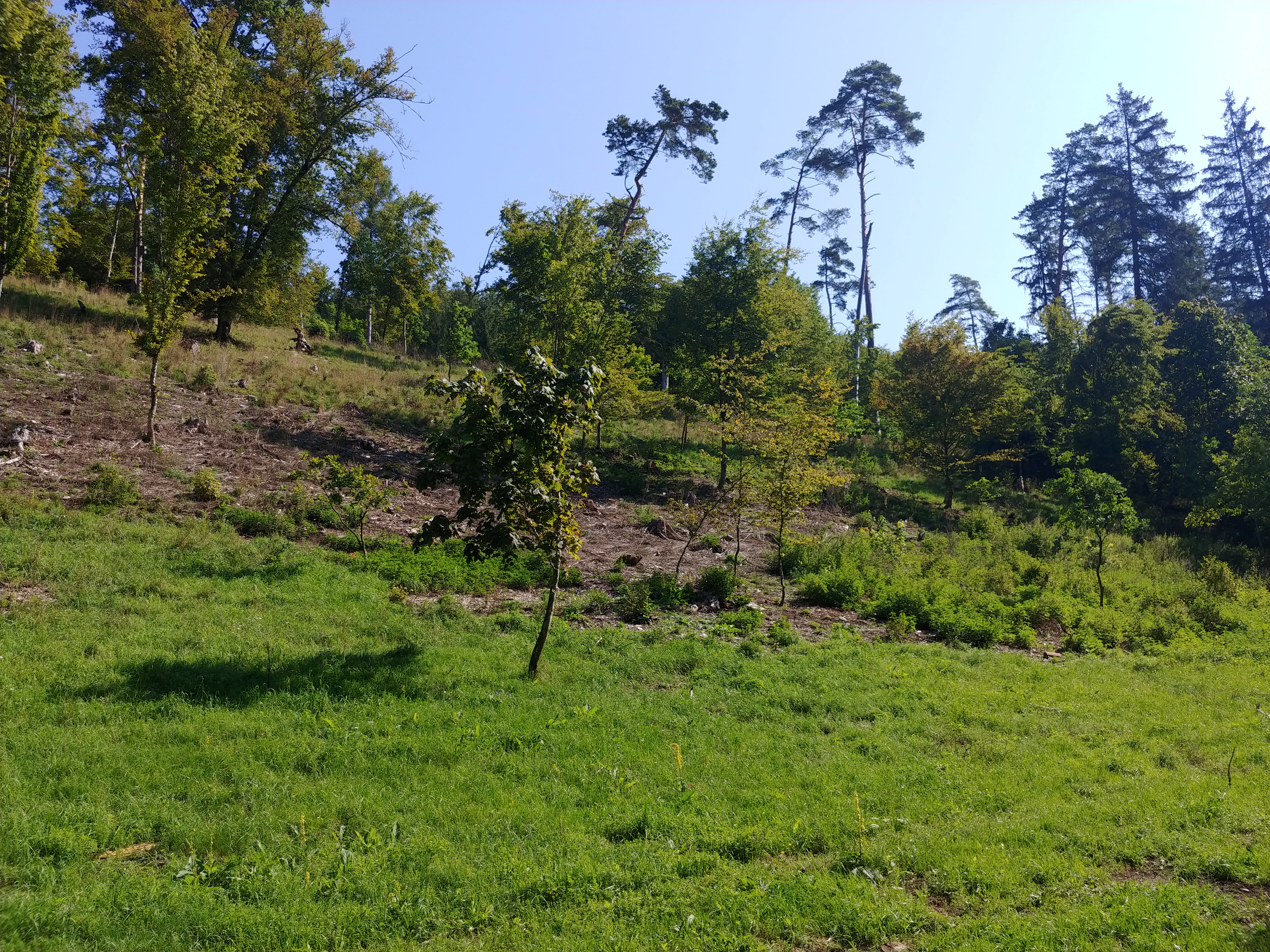 Hutewald Raithenbuch