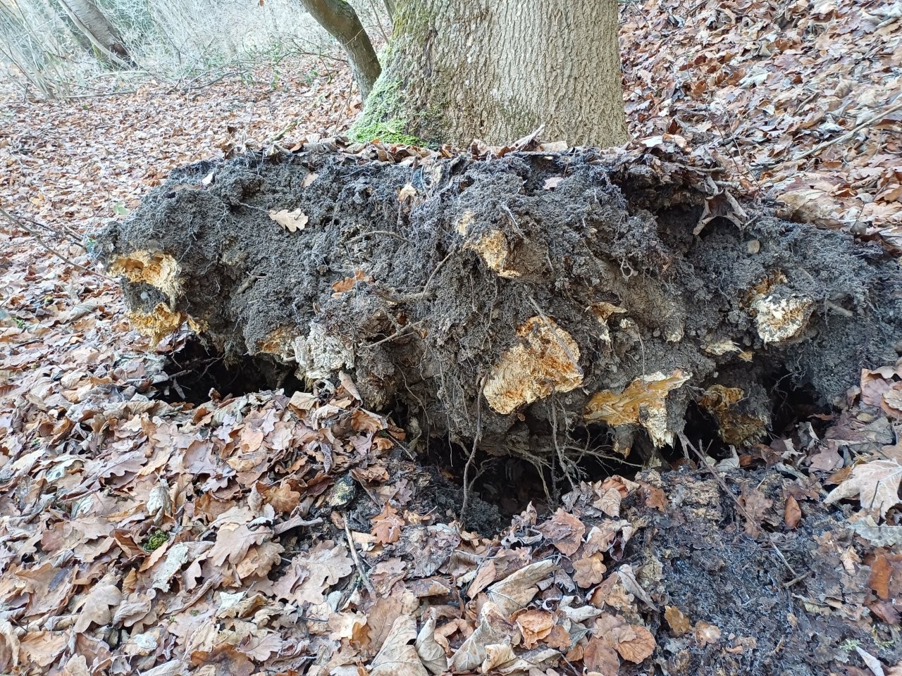 Wurzeln Eschentriebssterben