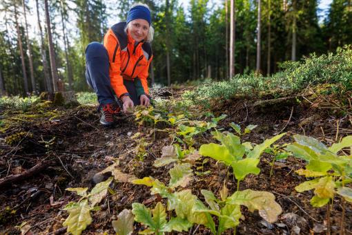 Forstwirt beim Pflanzen neuer Eichen in den Bayerischen Staatsforsten