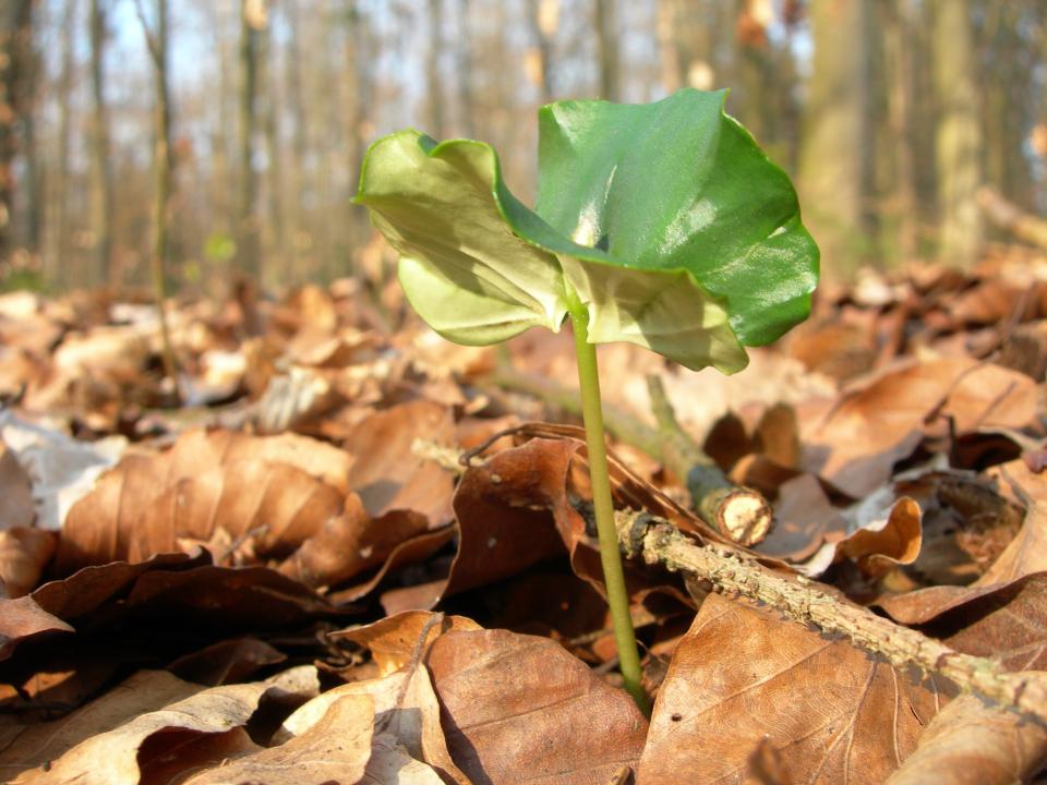 Junge Buche – ein vielversprechender Nachwuchsbaum, der sich zu einem wichtigen Bestandteil des Waldes entwickeln wird.