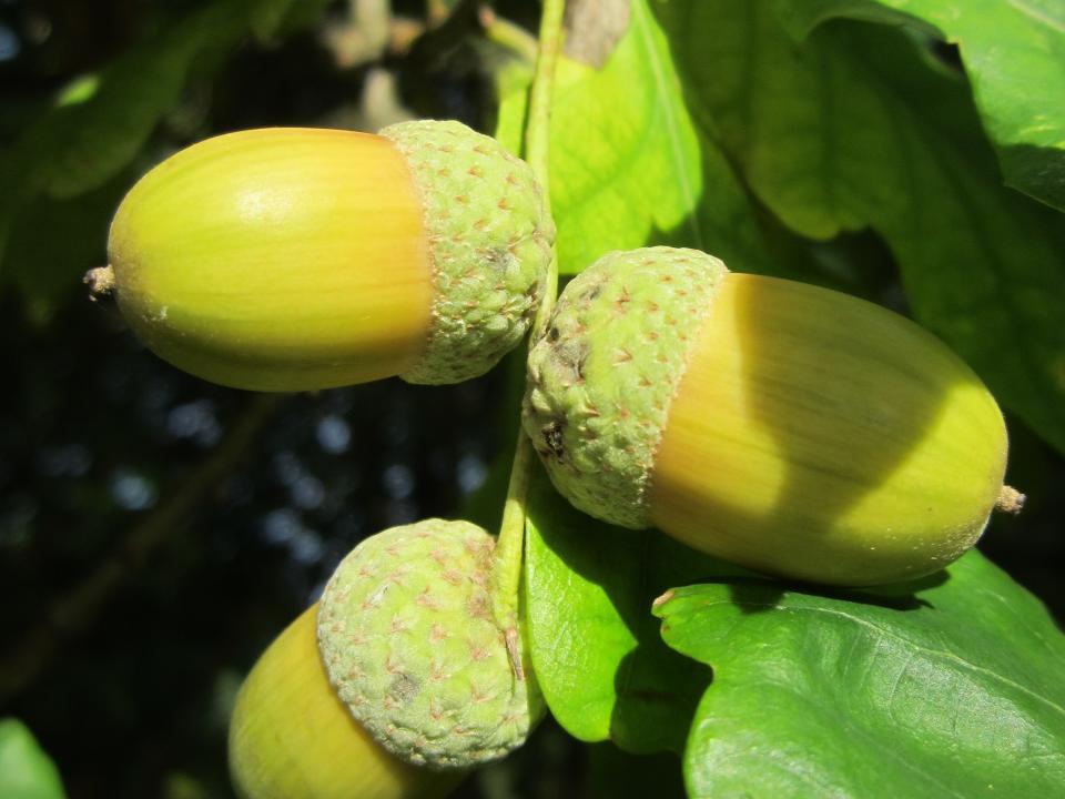 Eicheln und Ast einer Eiche – Symbol für die Fruchtbarkeit des Baumes und seine Rolle im Waldökosystem