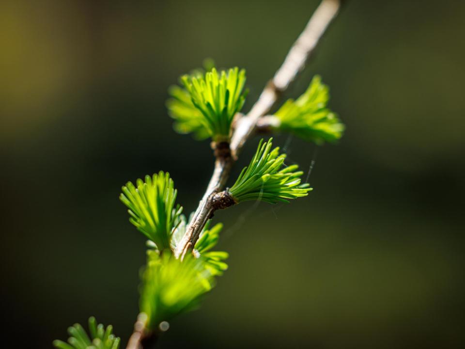 Zweig einer Lärche mit Nadeln – eine Nadelbaumart, die ihre Nadeln im Herbst abwirft und in Bayern vorwiegend im Gebirge wächst.