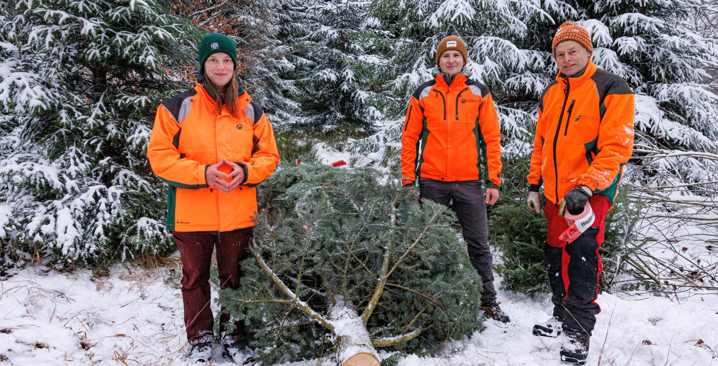 3 Waldarbeiter mit einer Tanne