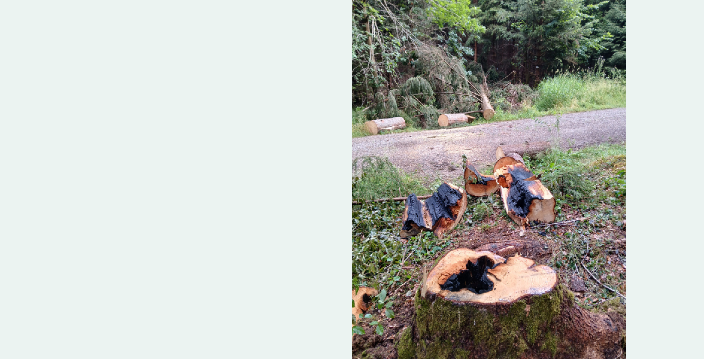 Blitzeinschlag im Baum, schwarzer Stamm innen