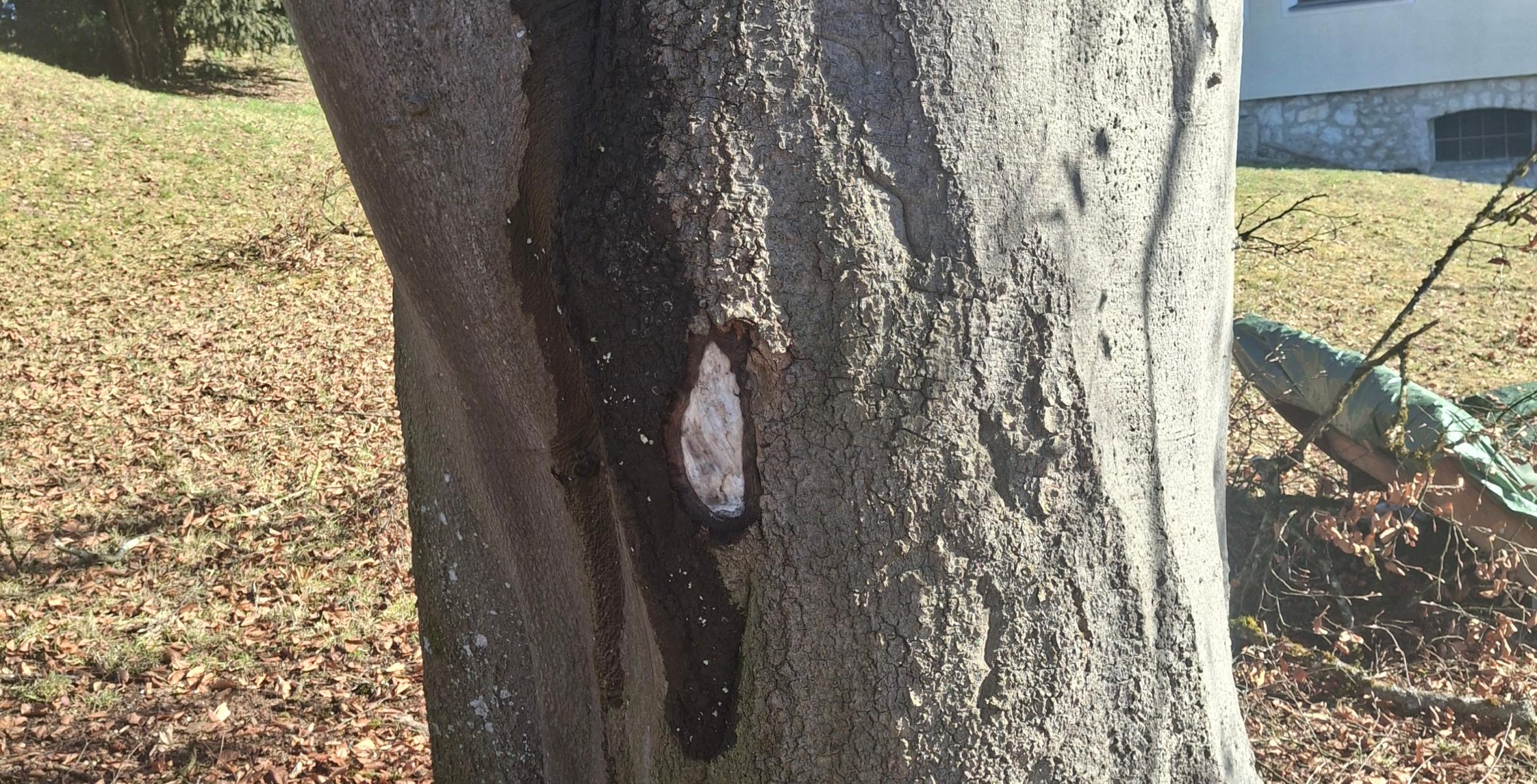 Blutbuche am Forstbetrieb Berchtesgaden im Garten