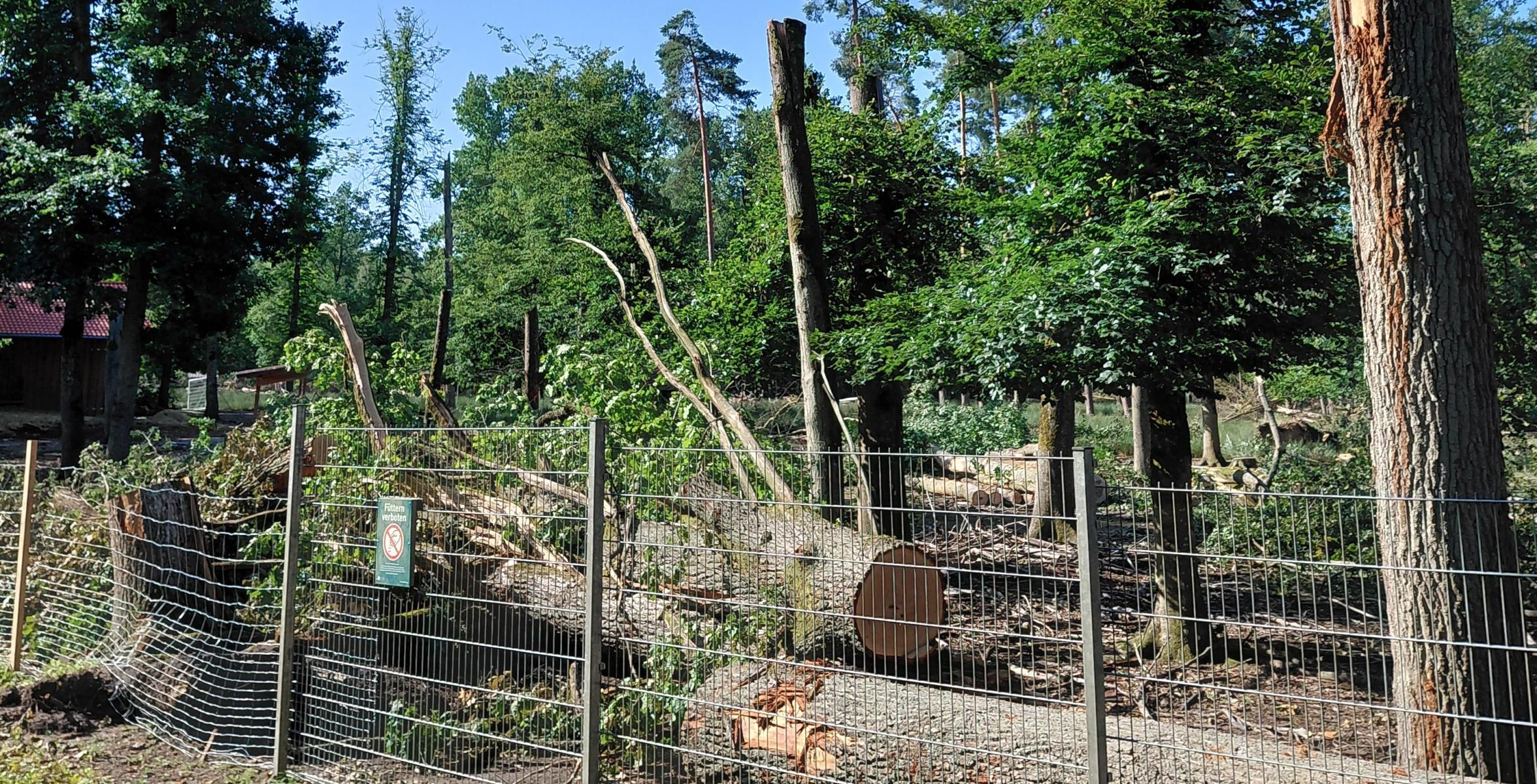 Umgestürzte Eiche im Damwildgehege