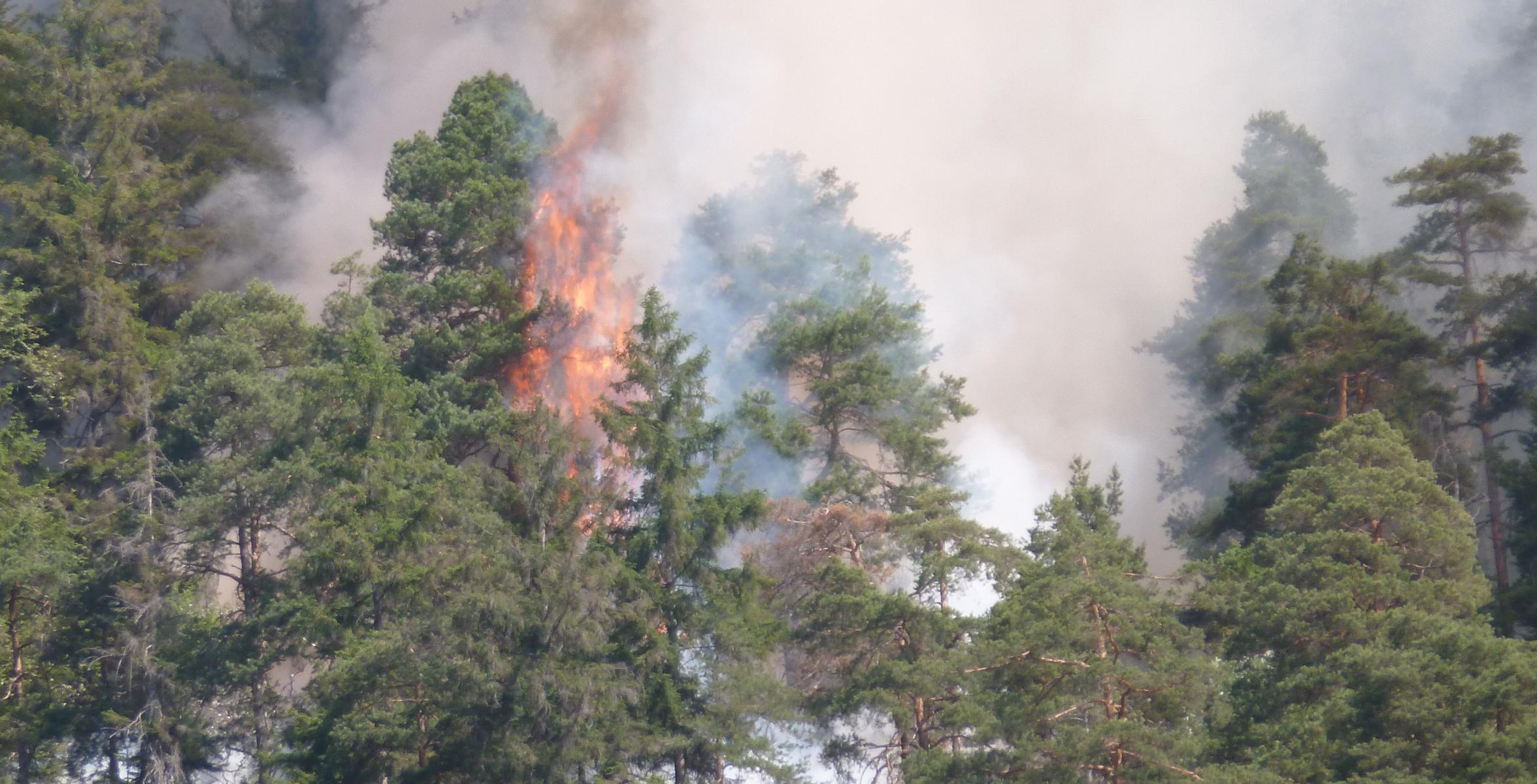 Feuer und Rauch im Wald