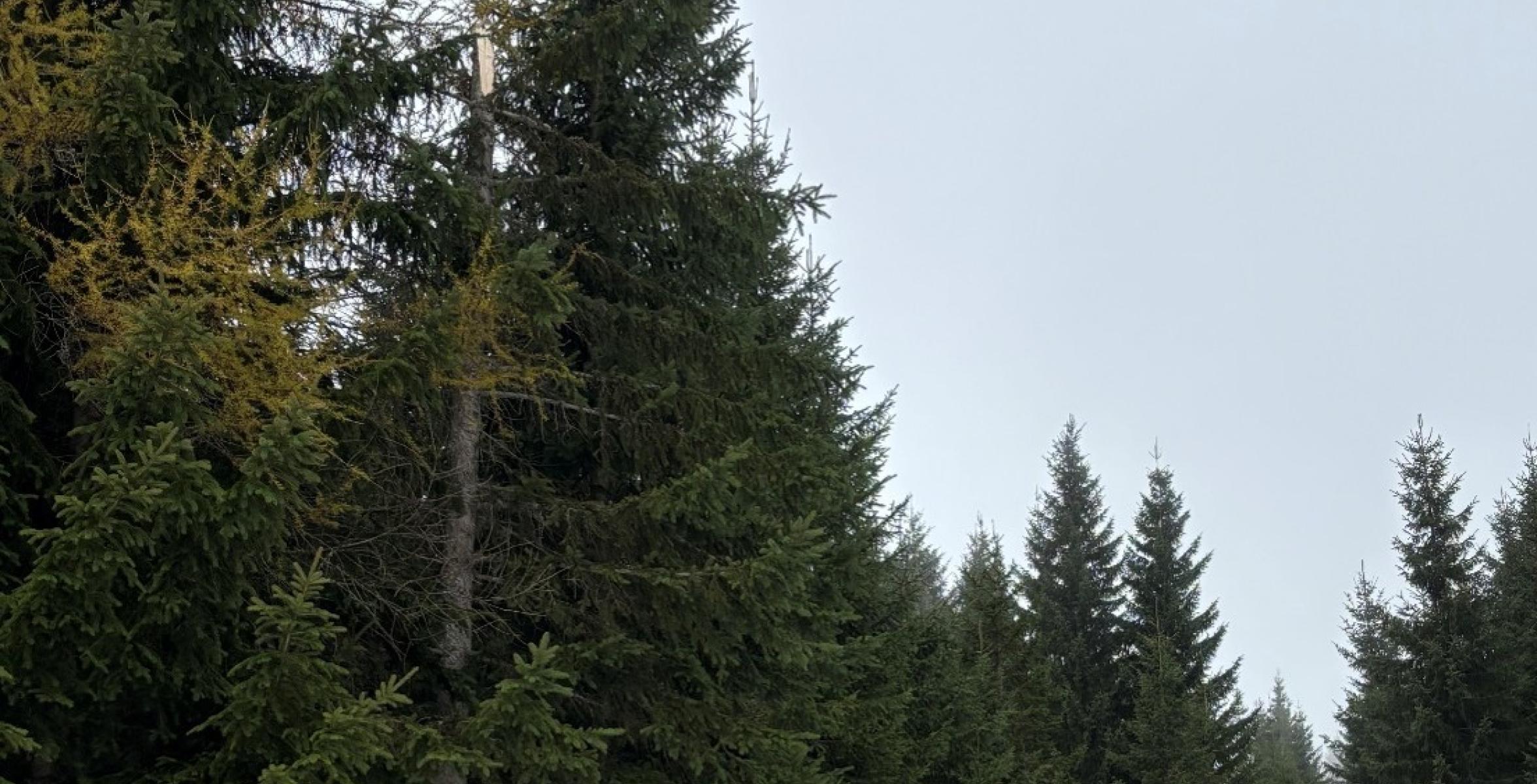 Schnee im Wald, auf Bäumen und Bäume, die davon brechen