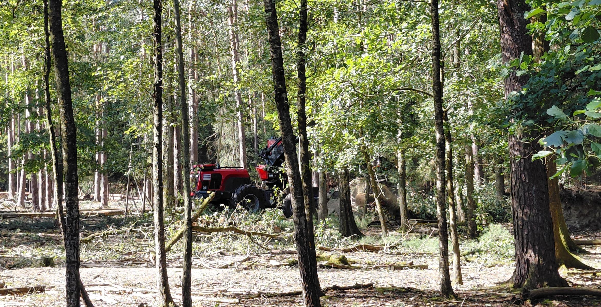 Harvester im Damwildgehege.