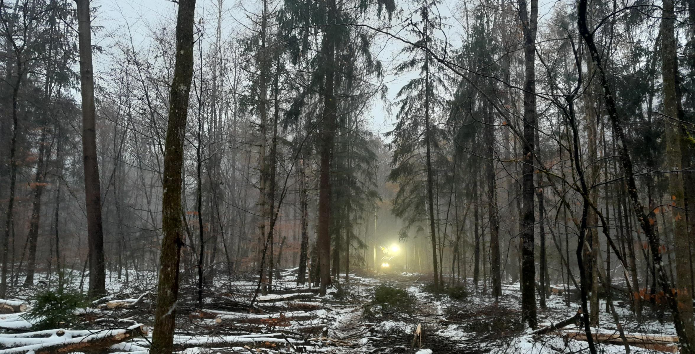 Spezialharvester im Einsatz