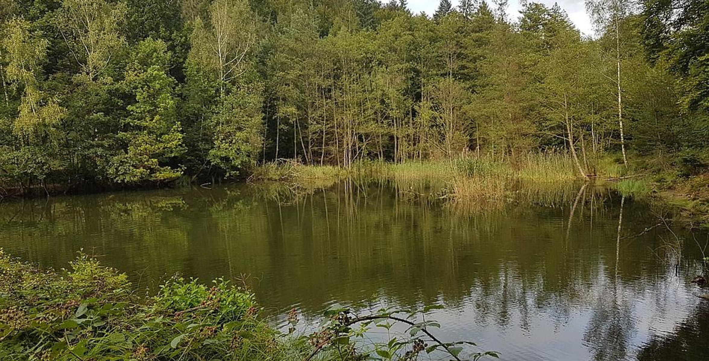 See von der Seite mit Bäumen