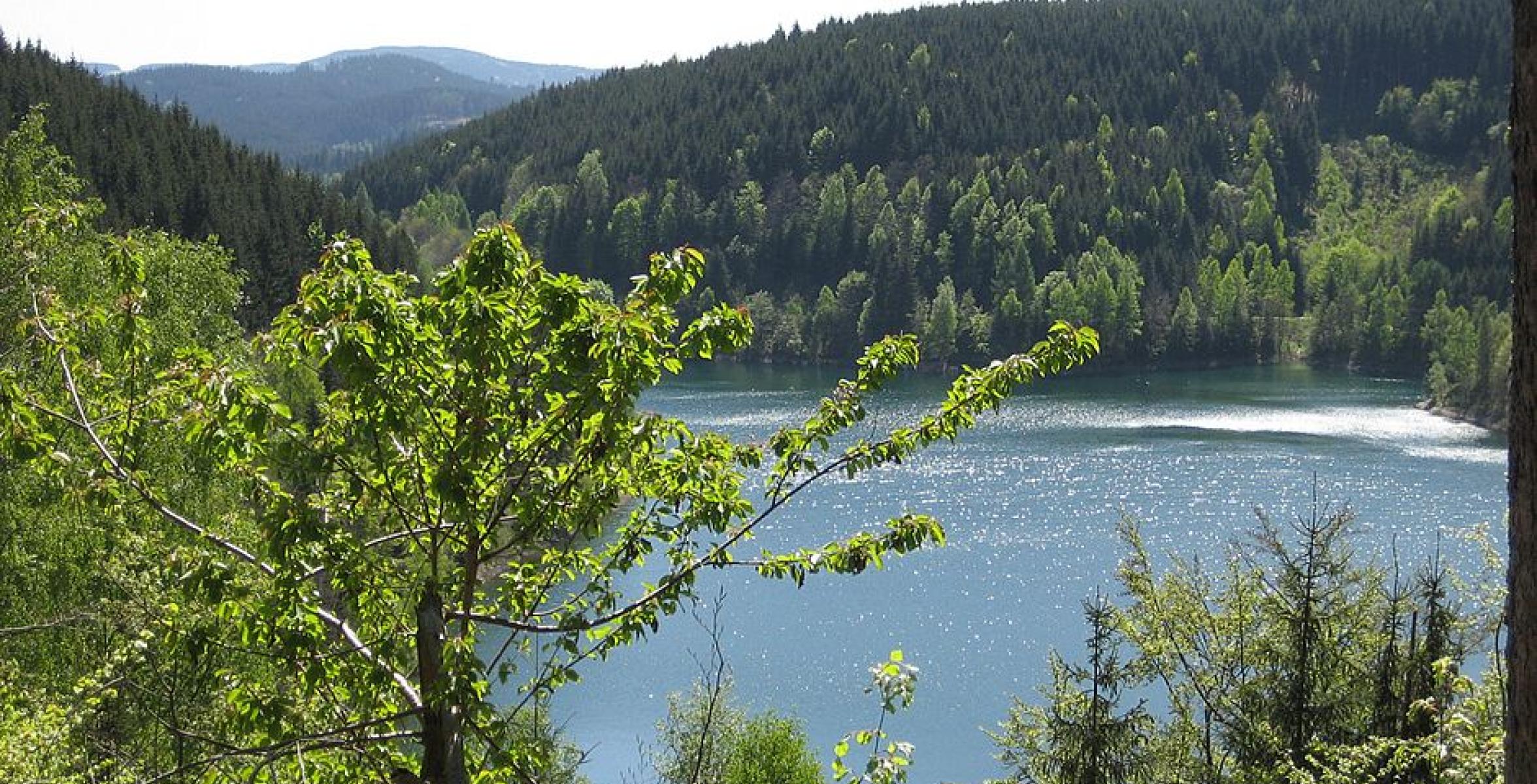 See umringt von Bäumen