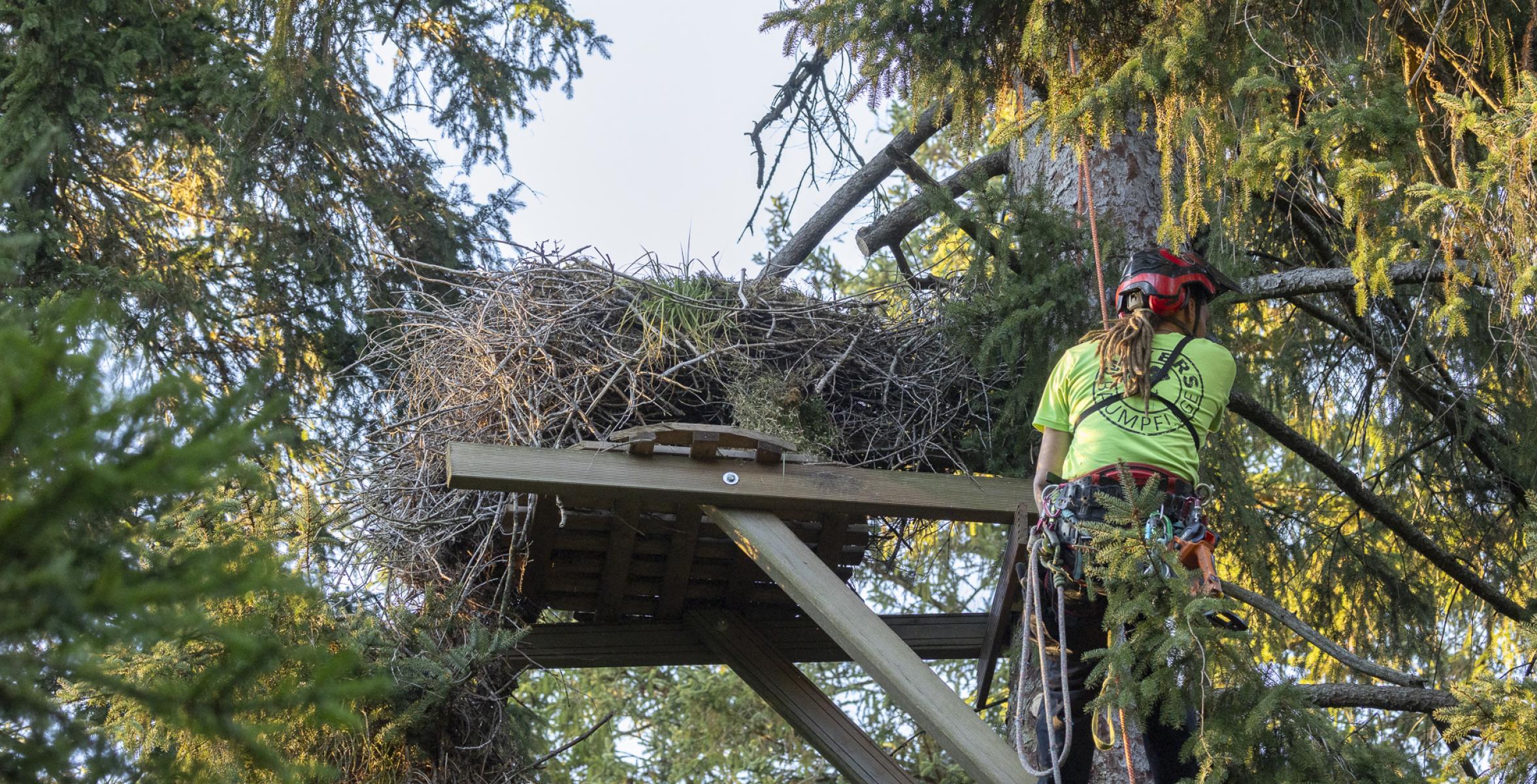 Kunstvogelhorst im Baum, gezimmerte Halterung