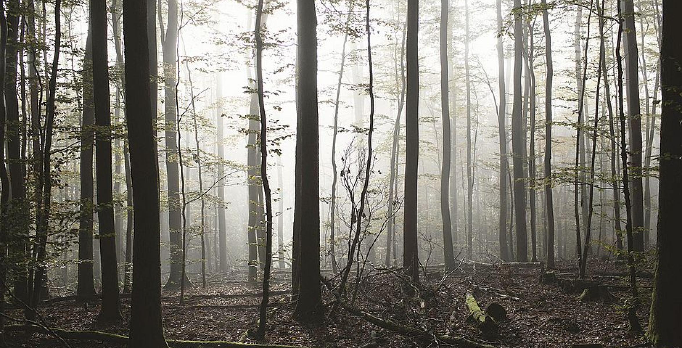 Bäume im Nebel