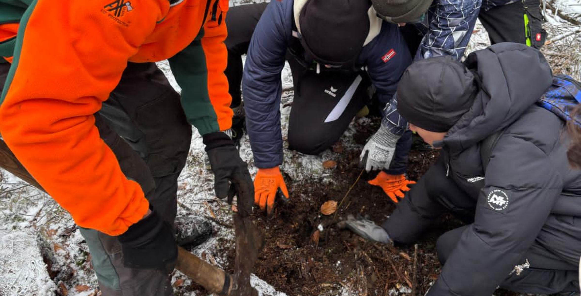 Beim Pflanzen der Linden