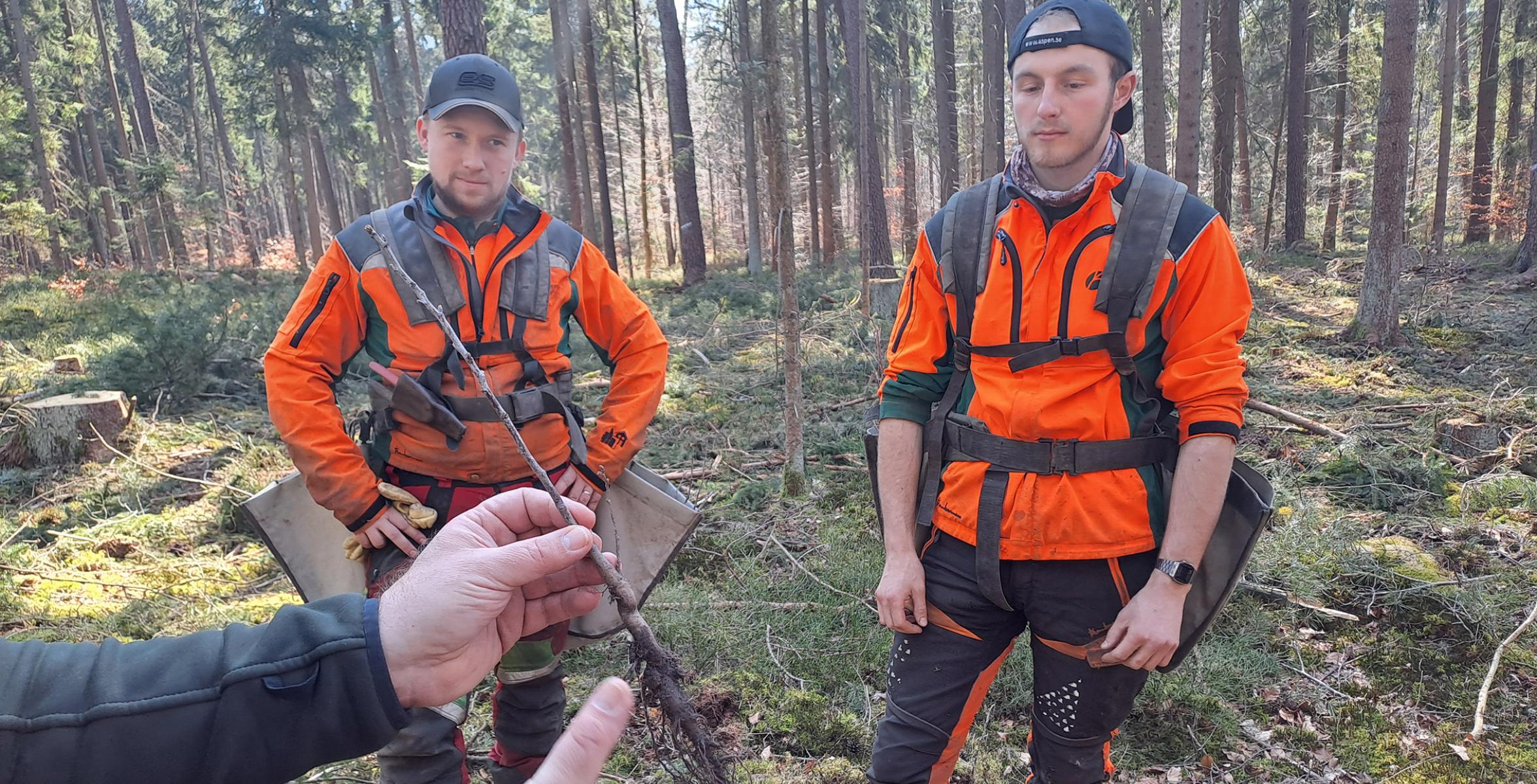Zwei Forstwirte im Wald, im Vordergrund zeigt ein Kollege eine Pflanze mit Wurzeln
