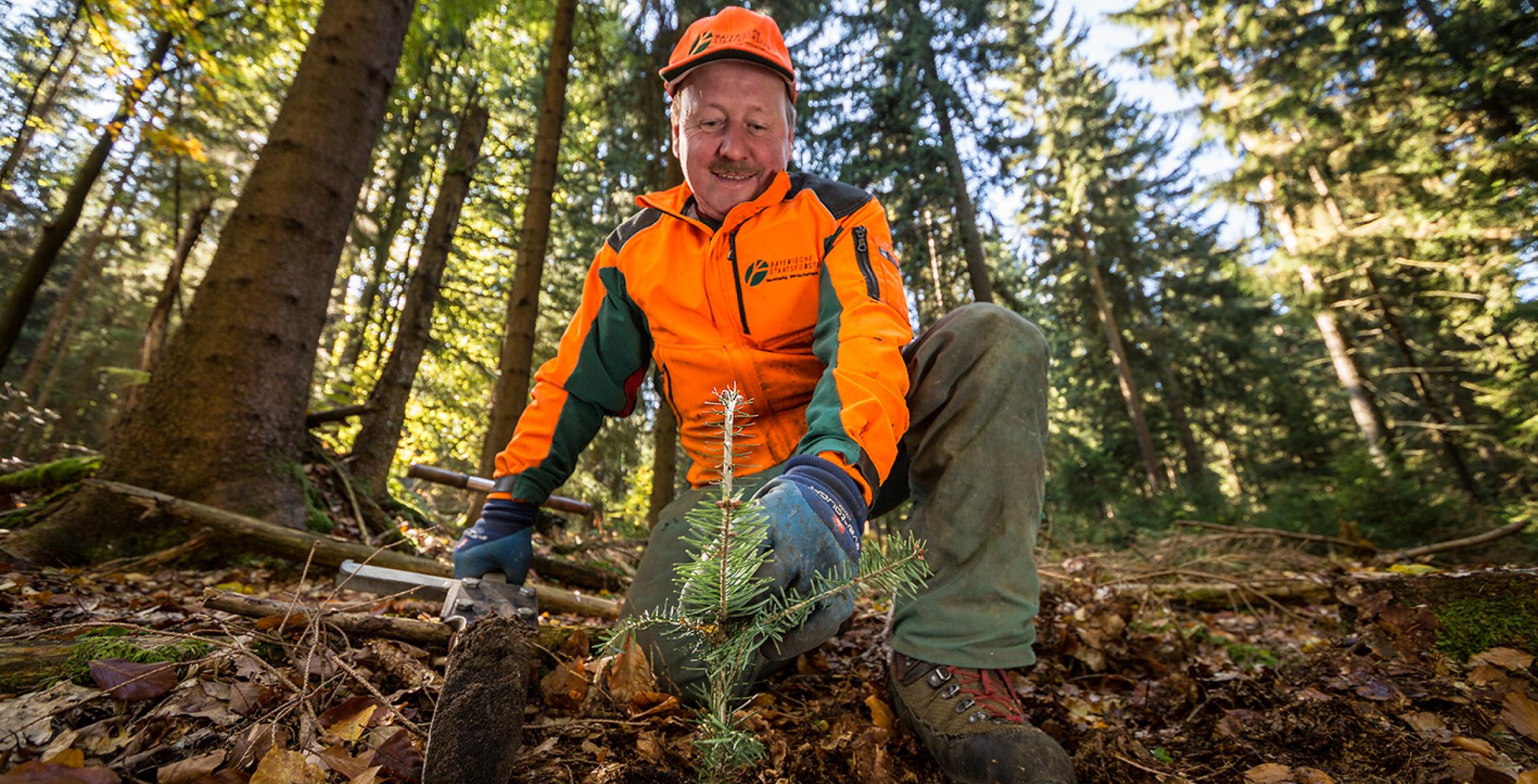 Forstwirt pflanzt einen Baum