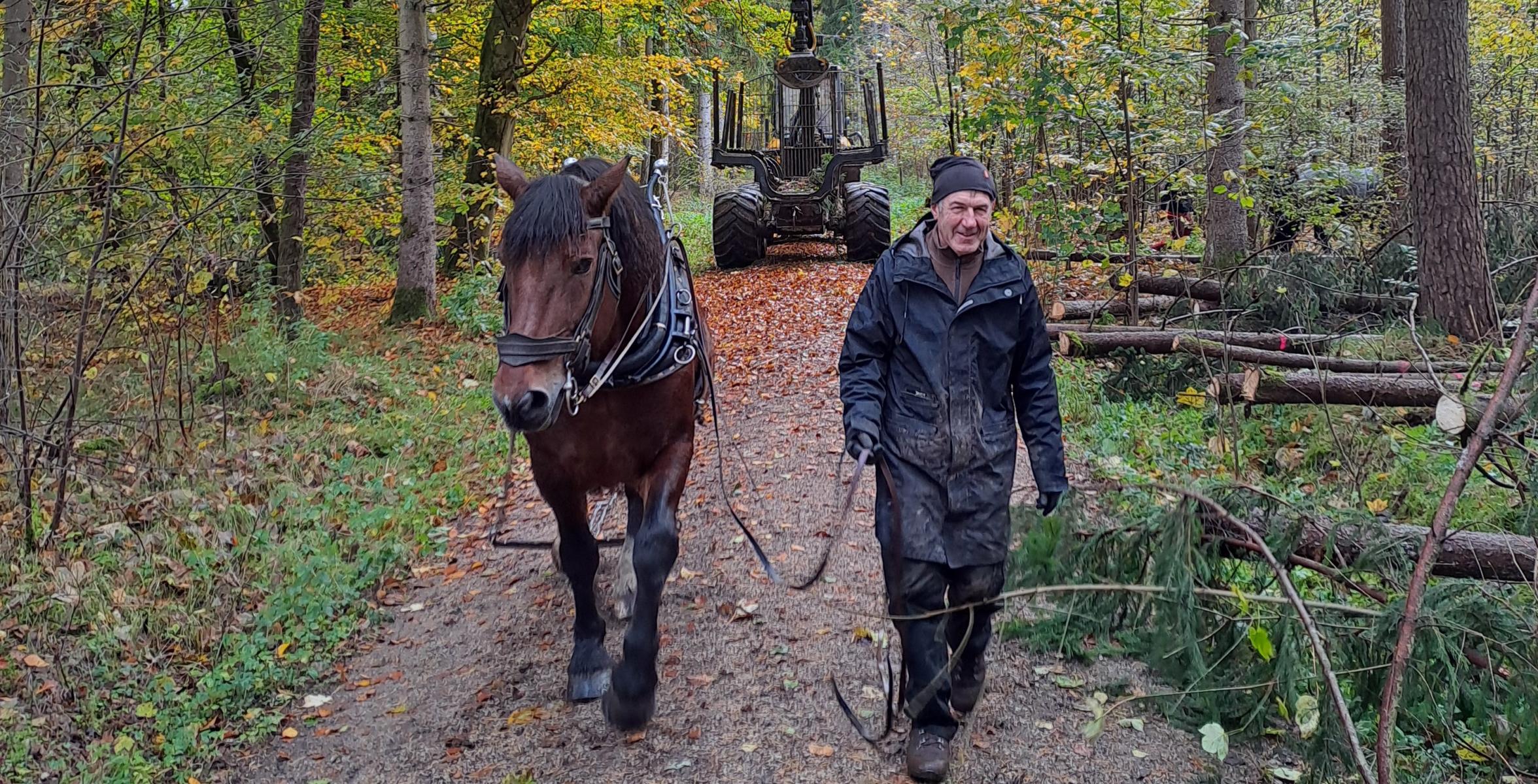 Rückepferd vor Rückezug