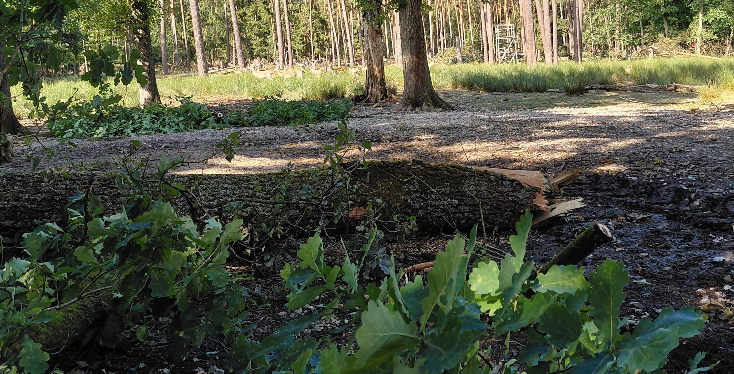 Das Damwildgehege bei Nürnberg-Neunhof wurde im Sturm beschädigt