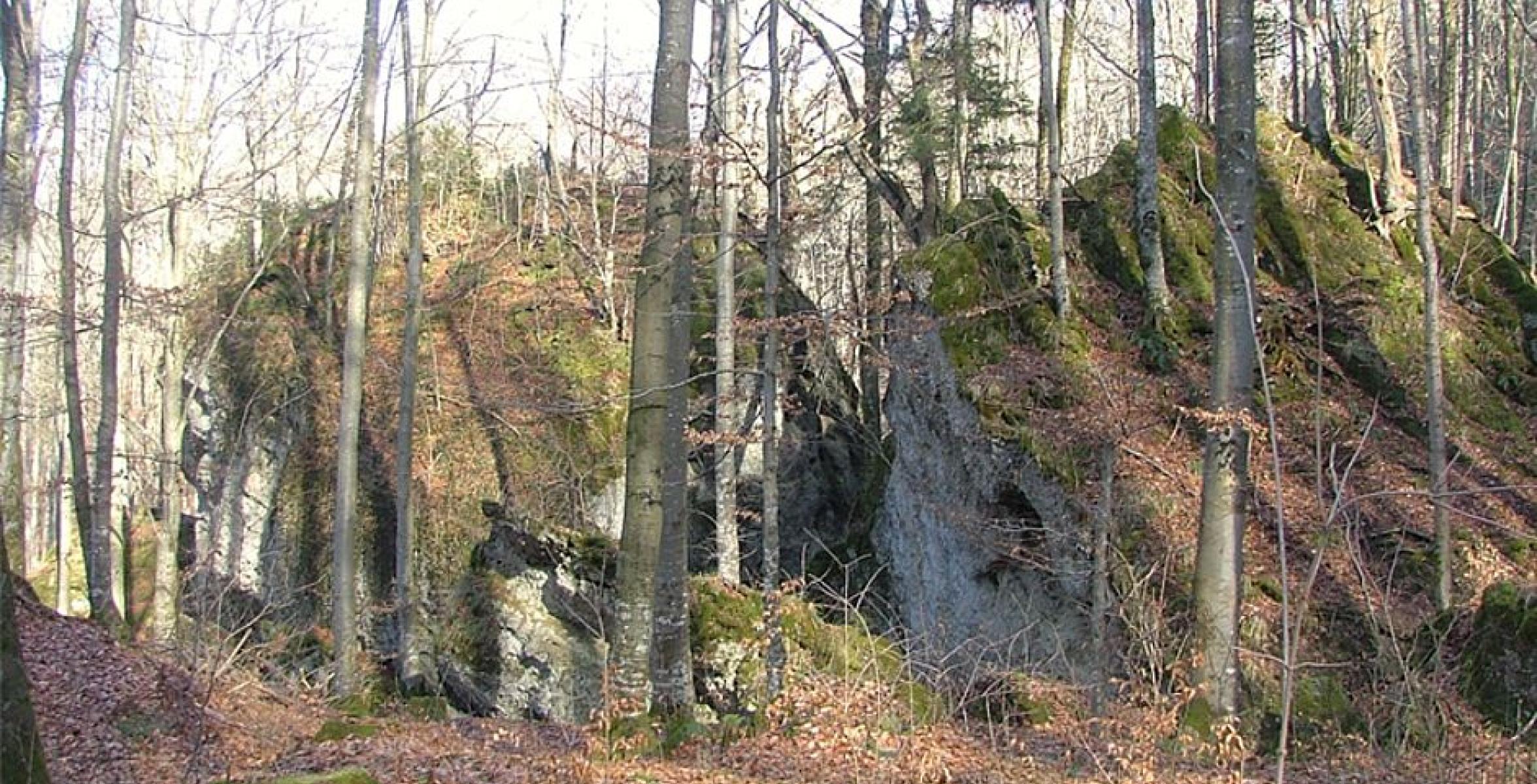 Gestein im Wald