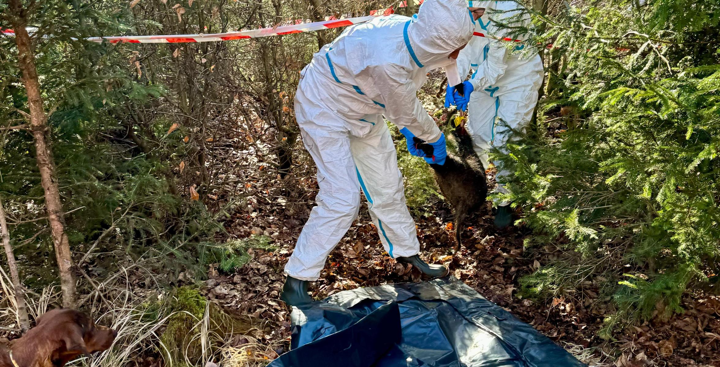 Afrikanische Schweinepest