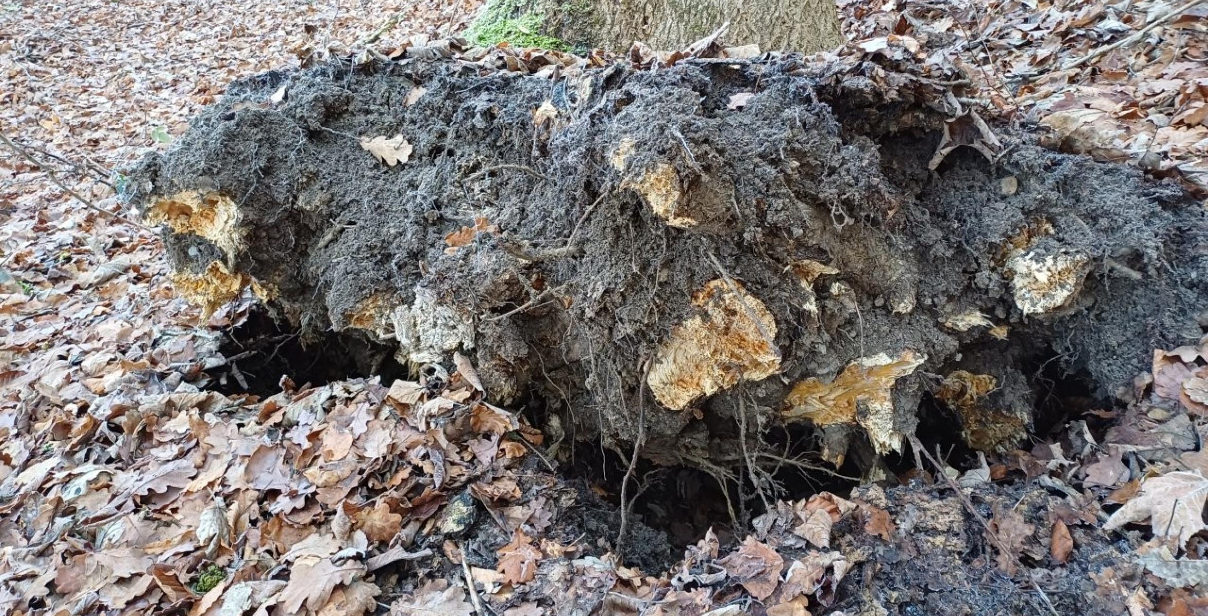 Wurzeln Eschentriebssterben