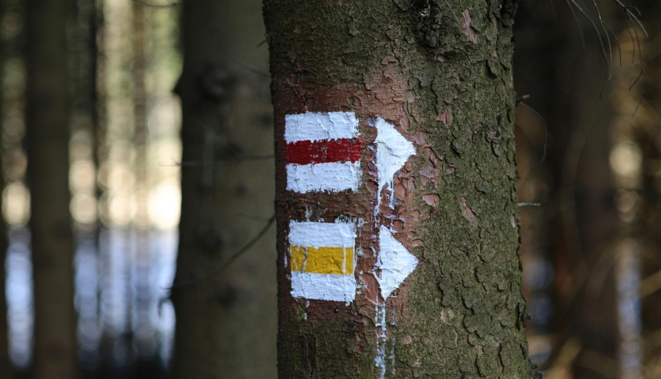 Baummarkierung bunte Pfeile auf Stamm