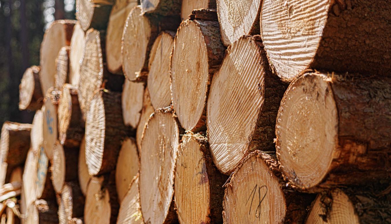 Nadelstammholz bei den Bayerischen Staatsforsten
