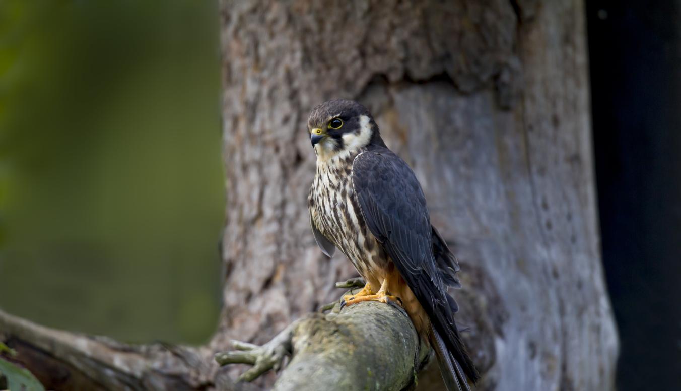 Baumfalke wartend auf einem Baum