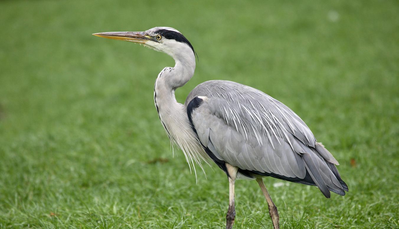 Graureiher auf der Wiese
