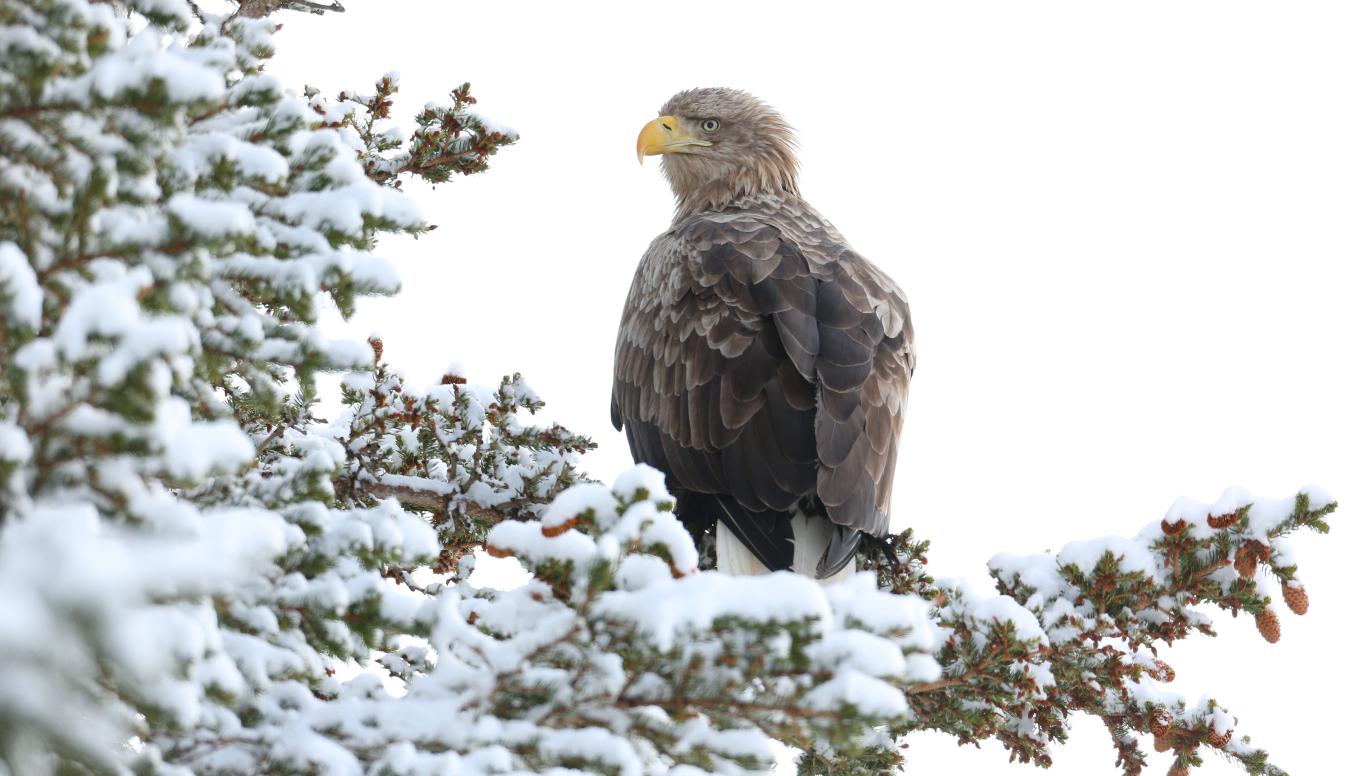 Seeadler sitzend auf einem schneebedeckten Baum