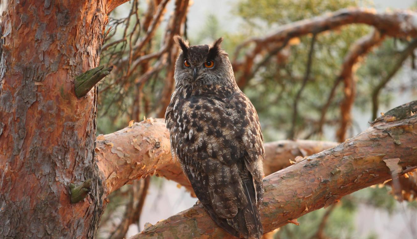 Uhu sitzend auf einem Baum
