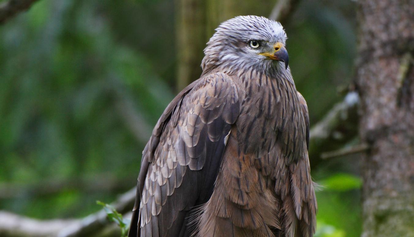Schwarzmilan auf einem Ast.