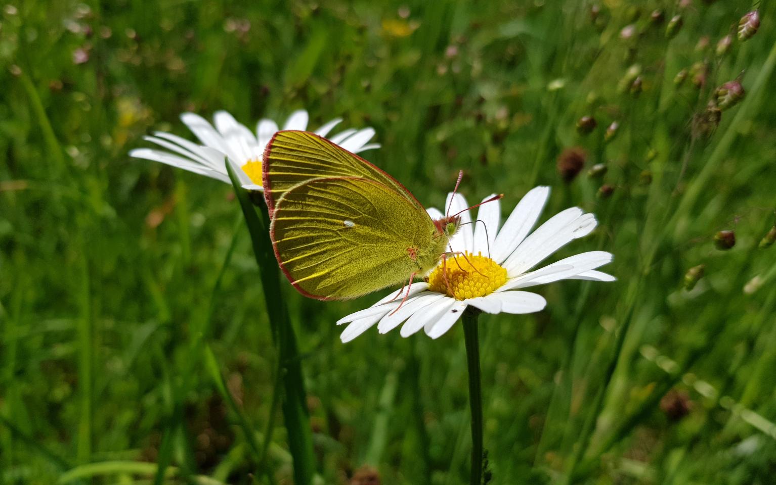 Hochmoorgelbling auf einer Blume
