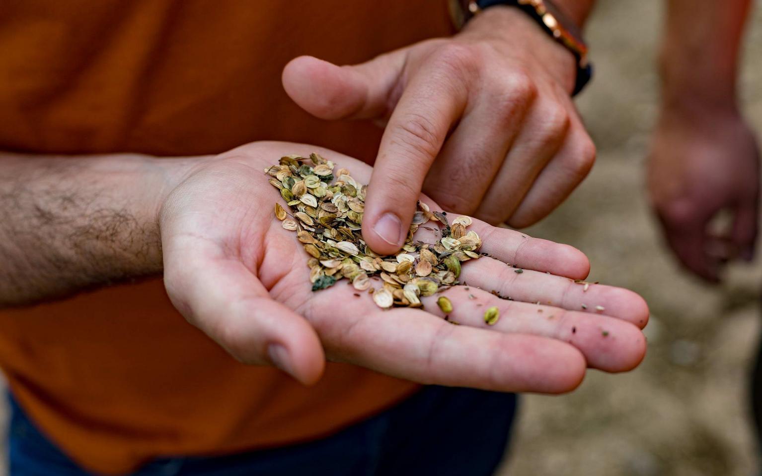 Blumensamen auf einer Hand