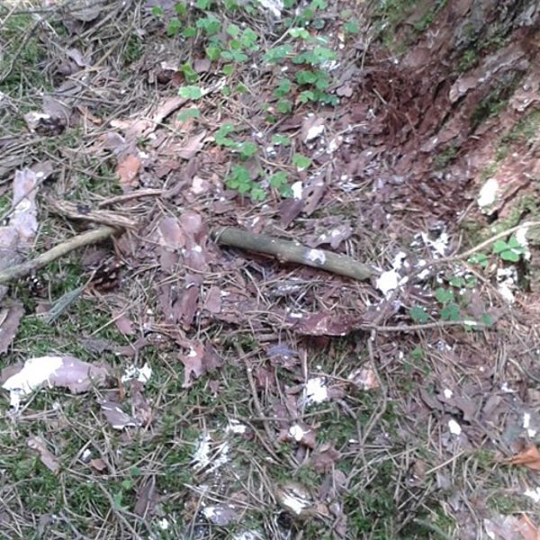 Schmelz ist ein Hinweis auf ein Nest