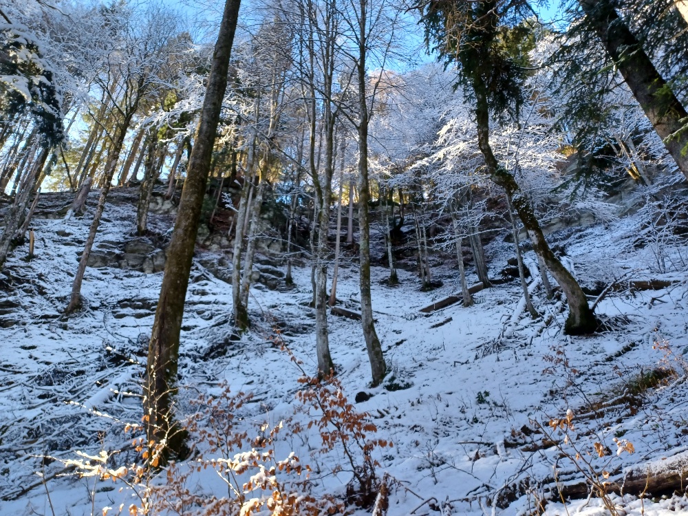 Wald im Winter mit Schnee am Boden
