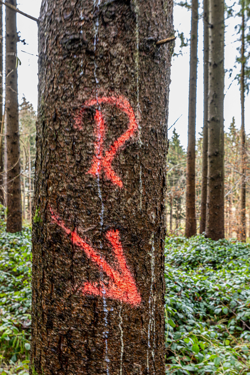 Baummarkierung Rückegasse ist ein rotes R mit schrägem Pfeil am Baum
