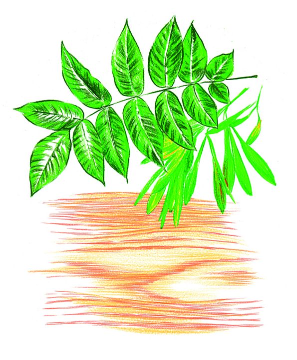 Zeichnung grüne Eschenblätter vor Eschenholz
