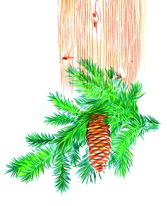 Bunte Zeichnung eines grünen Fichtenzweigs mit braunen Zapfen vor Baumstamm