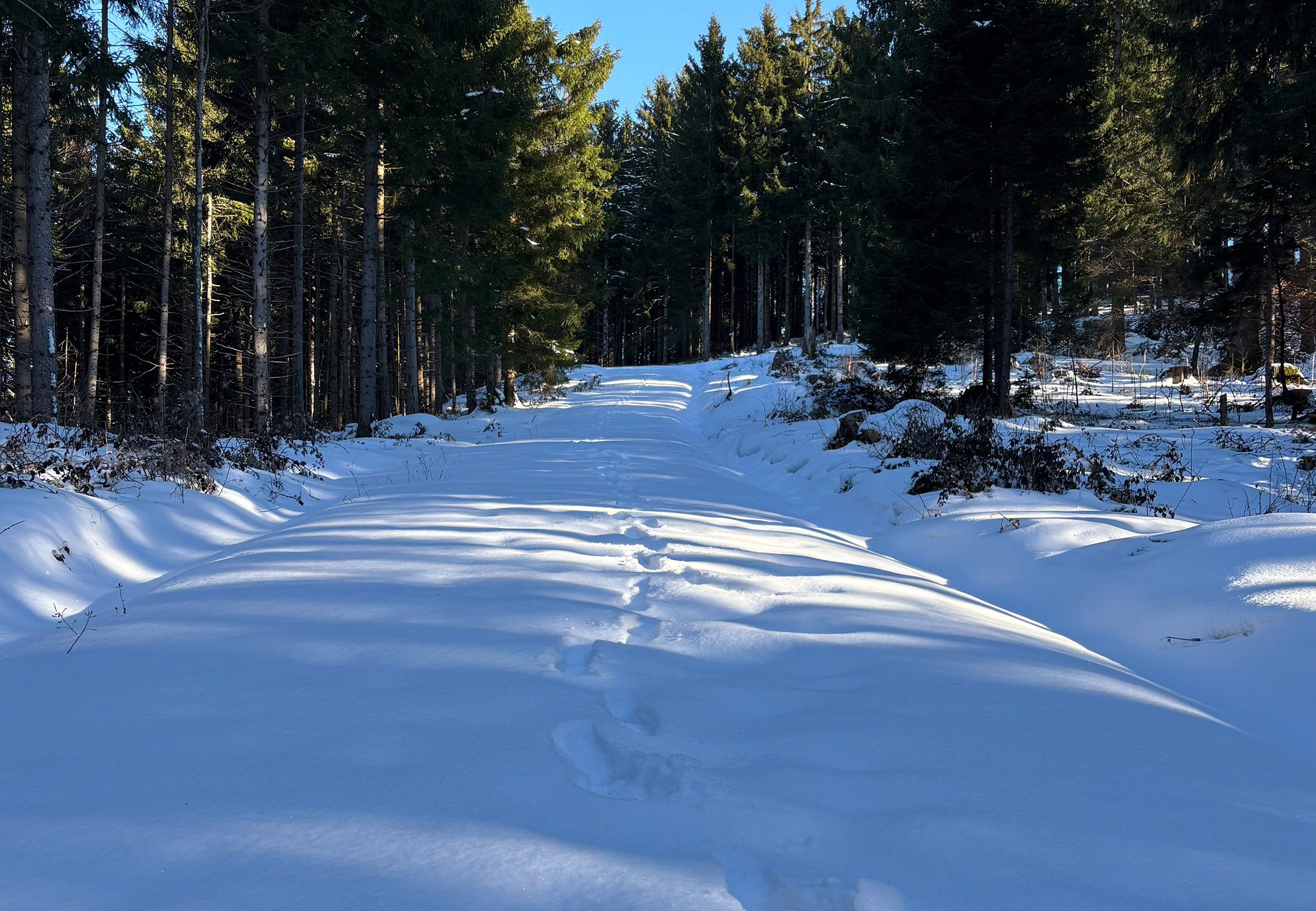 Waldweg im Winter